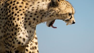 Can Cheetahs Climb Trees?